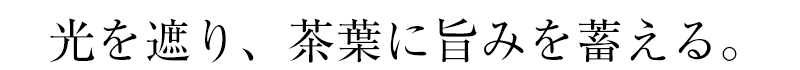 光を遮り、茶葉に旨みを蓄える。