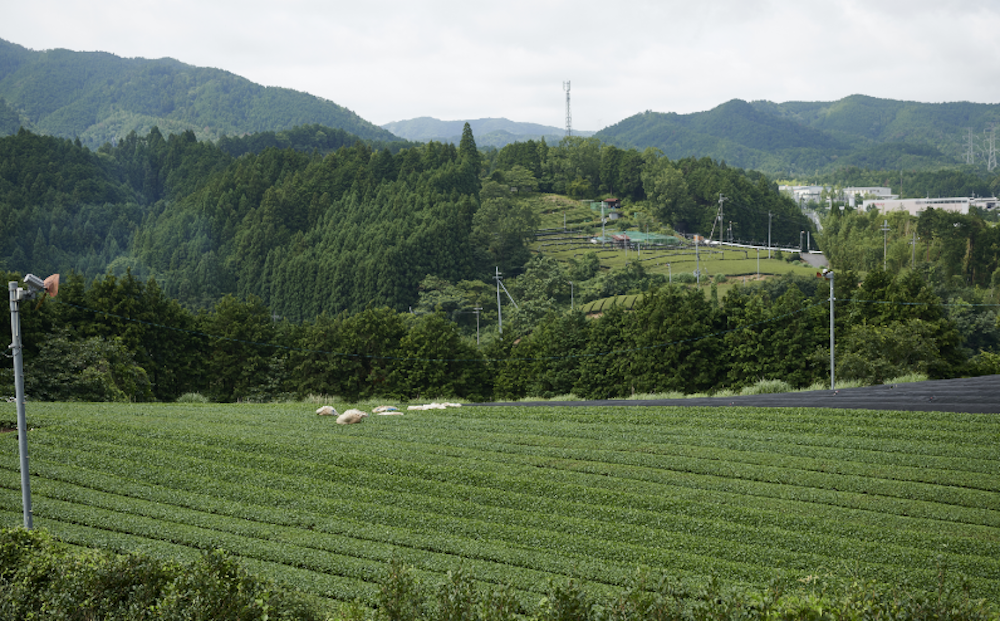 宇治田原町の茶畑の画像