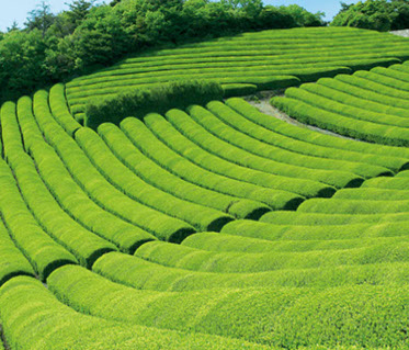 玉露茶畑