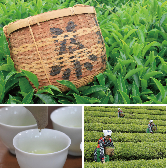 お茶のふるさと・宇治