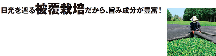 日光を遮る被覆栽培だから、旨み成分が豊富!