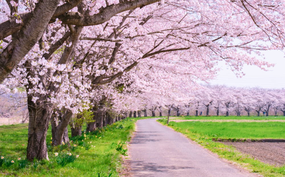桜の並木道の画像