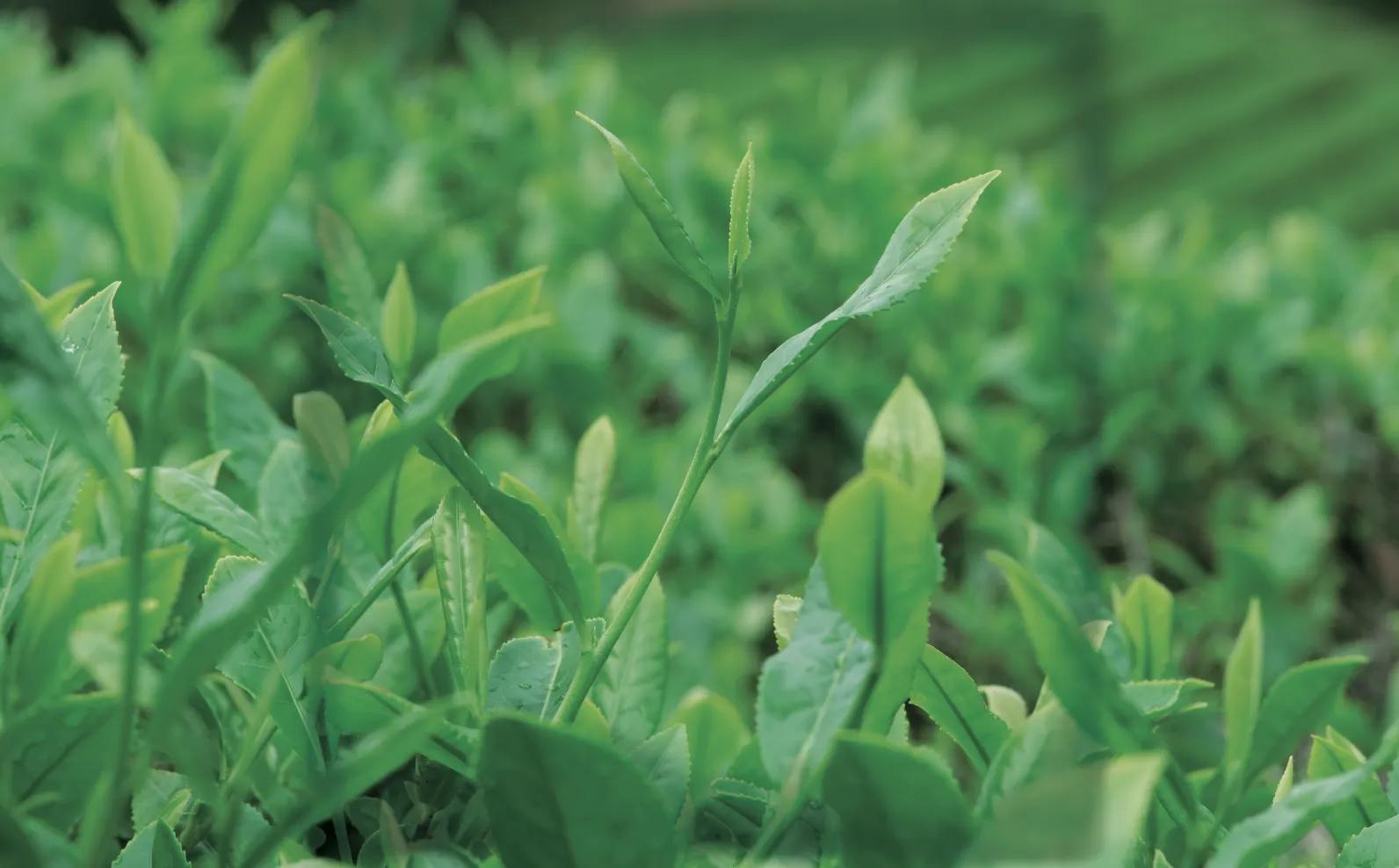 「べにふうき」の茶葉が茂っている様子の画像