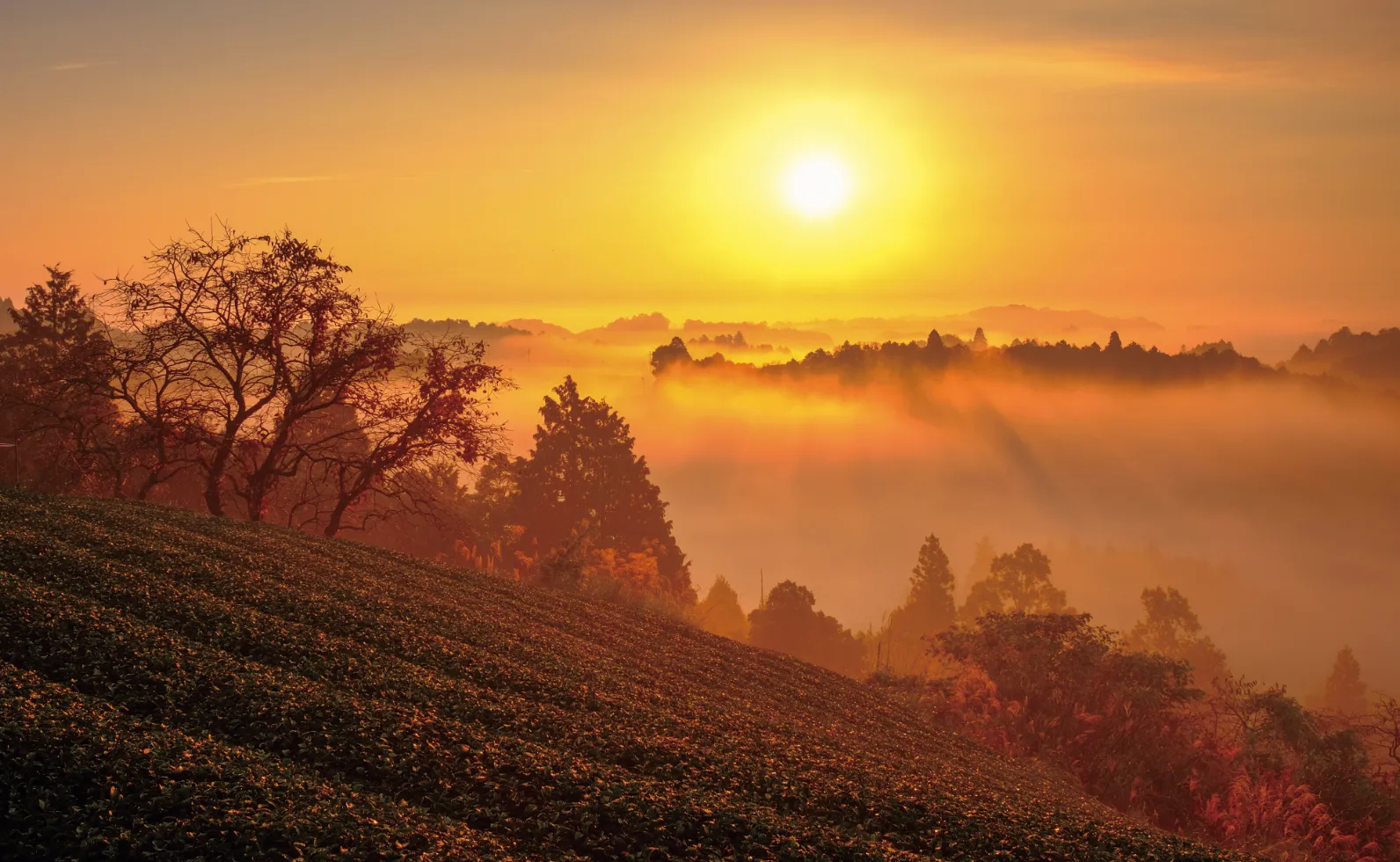 奈良県の山間部の茶畑の夕日の画像