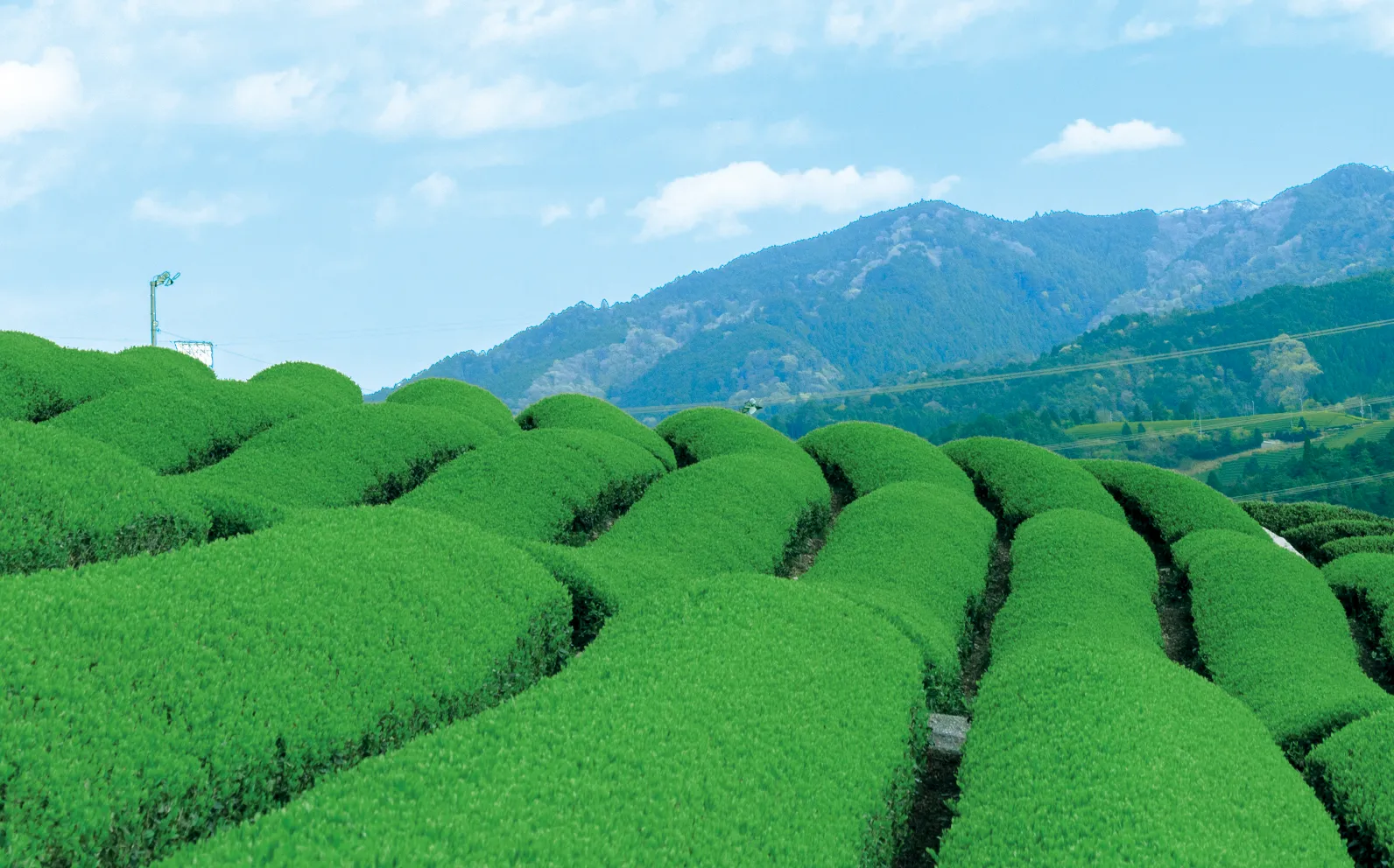 湯屋谷地区の茶畑の画像