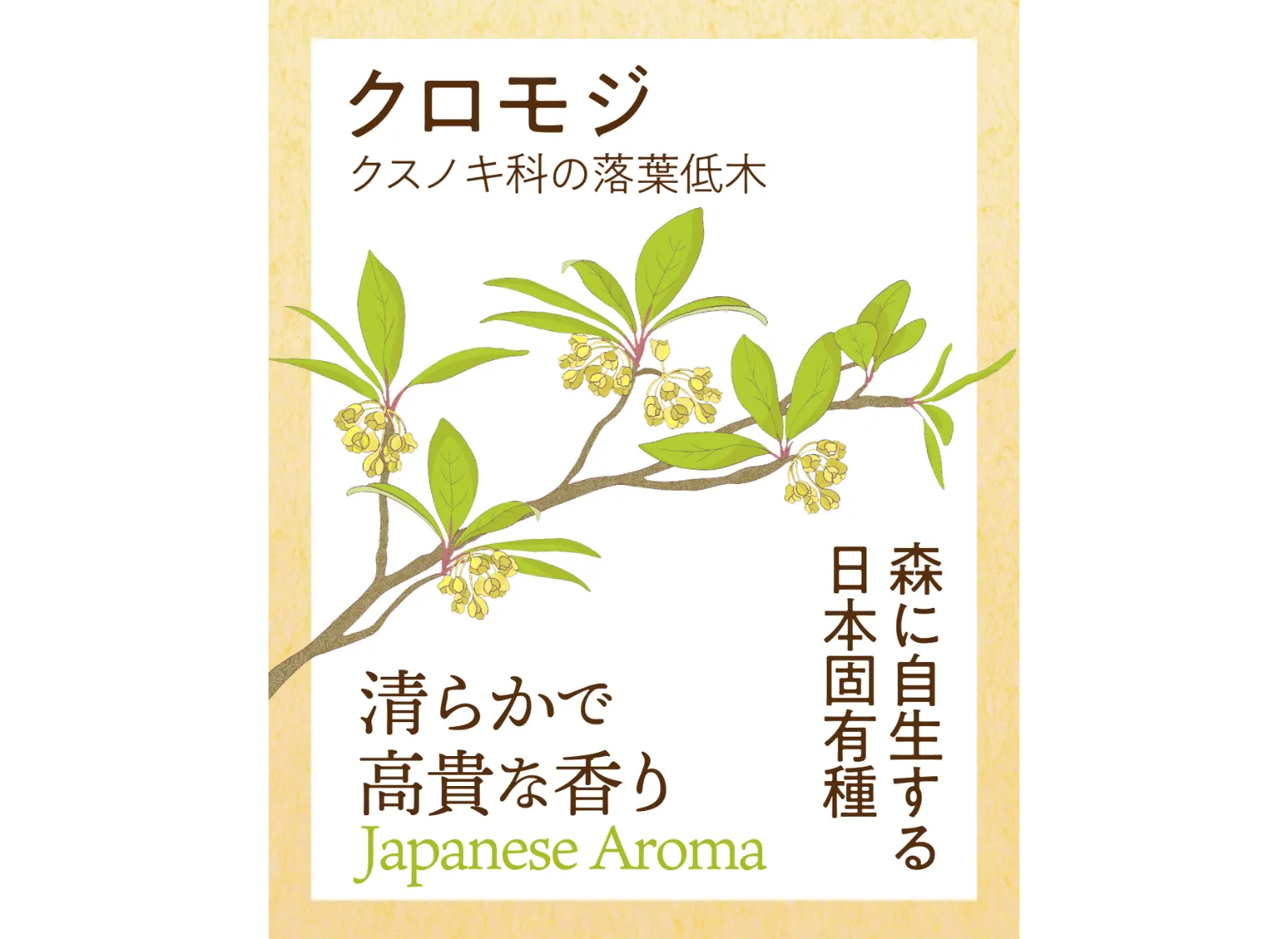 森に自生する日本固有種クロモジの木のイラスト