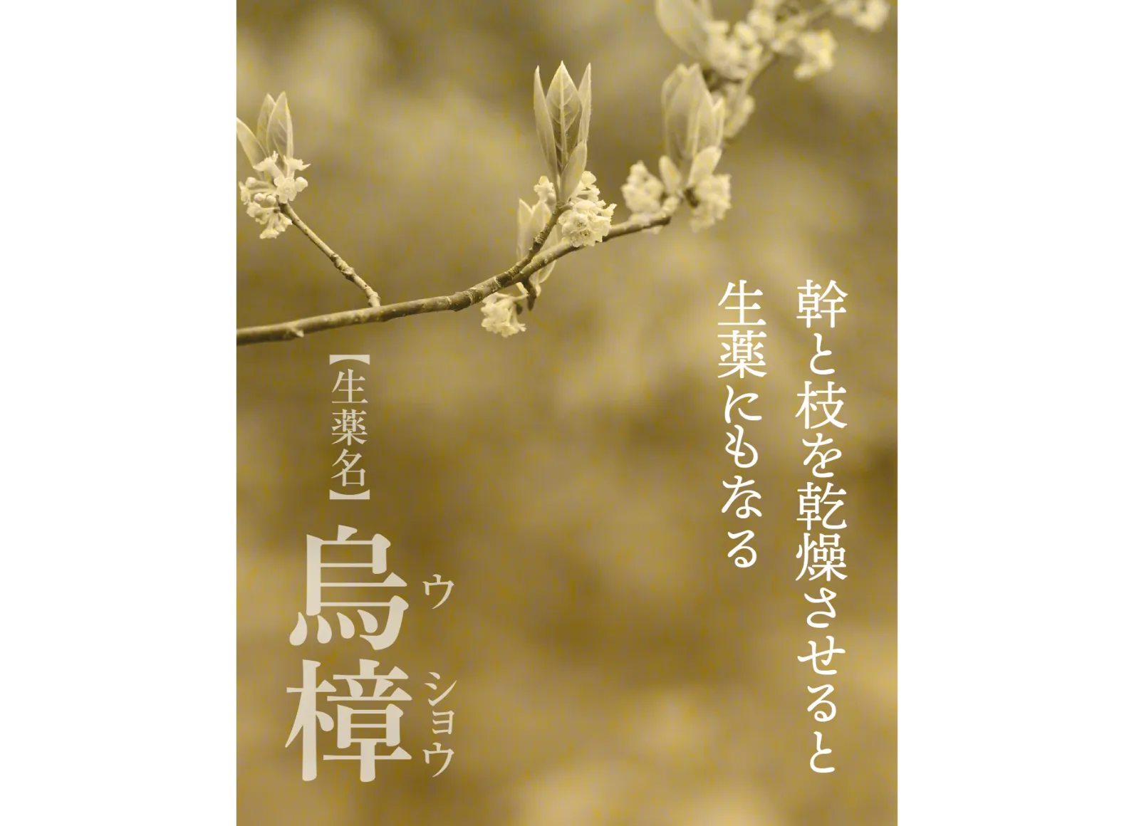 生薬・烏樟としても知られるクロモジの画像