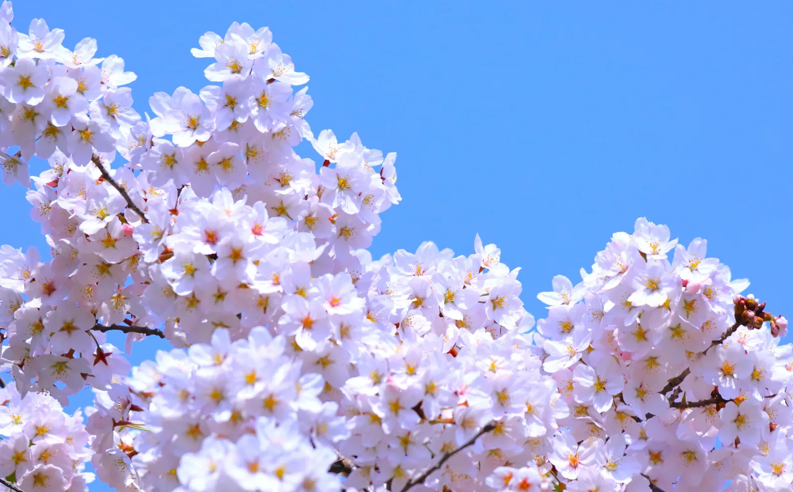 青空の下咲く桜の花の画像
