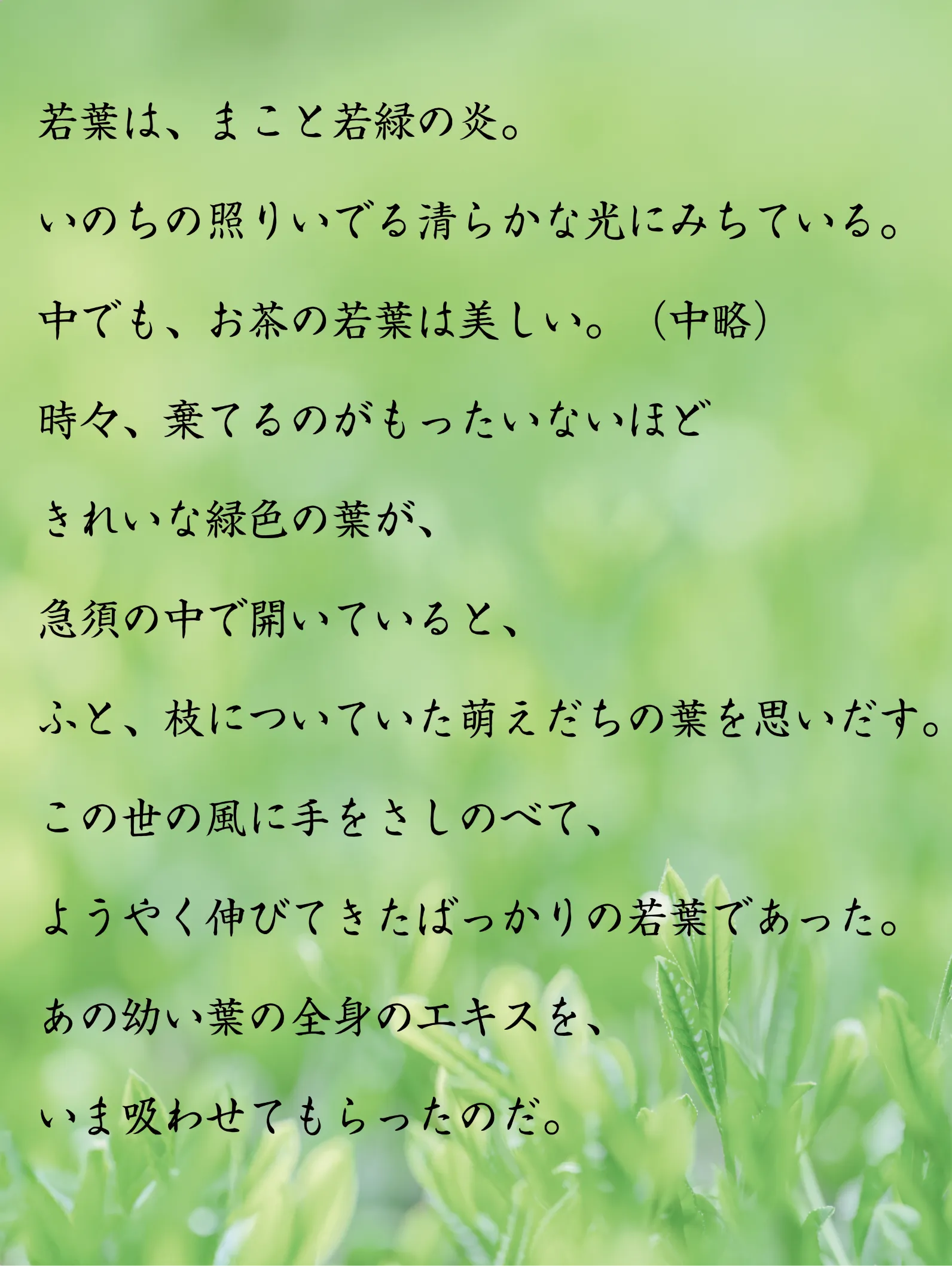 青々とした茶葉と岡部伊都子の文章の画像