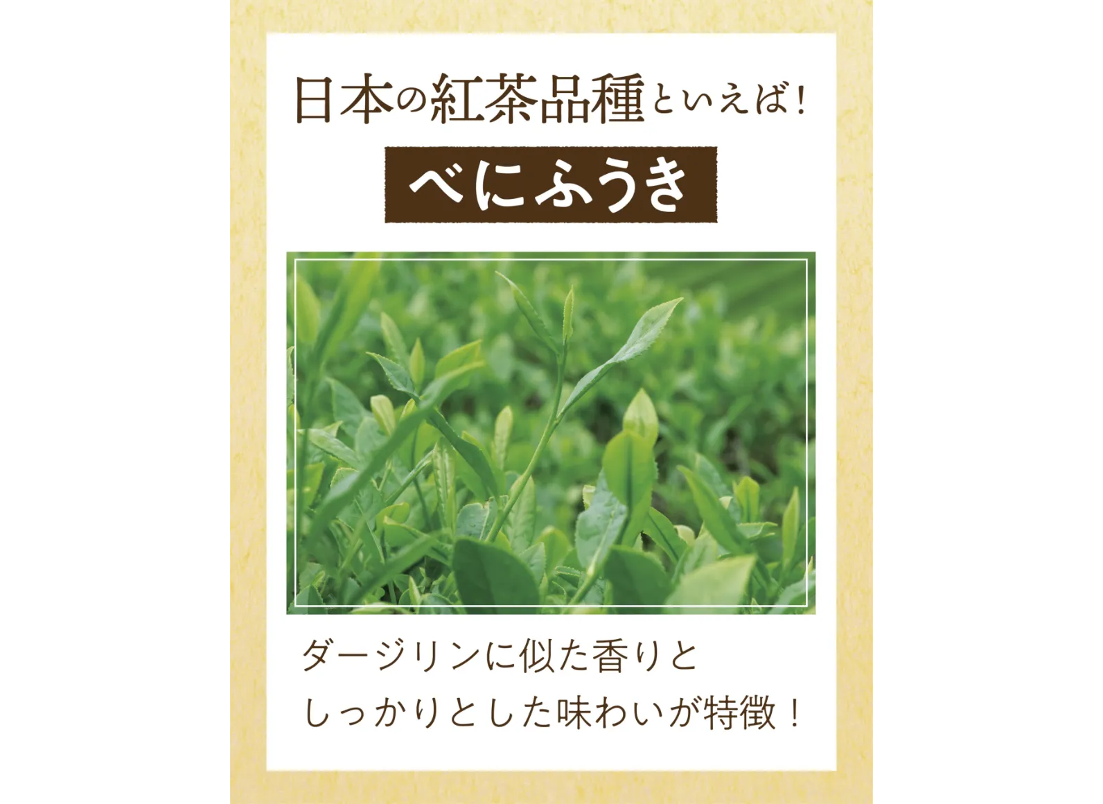 べにふうきの茶葉と説明書きの画像