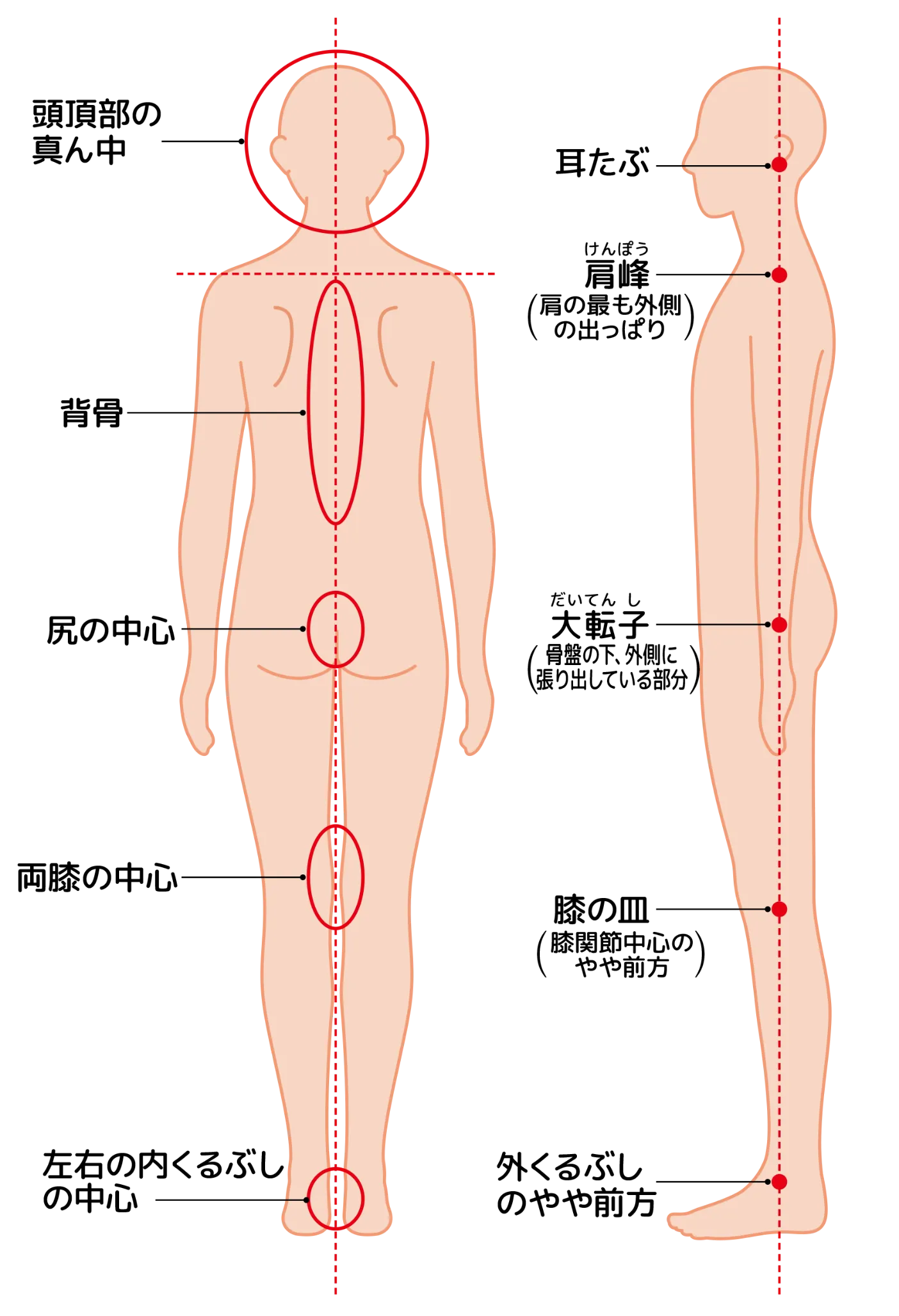 頭頂部の真ん中、背骨などからだの軸を示した人体図の画像