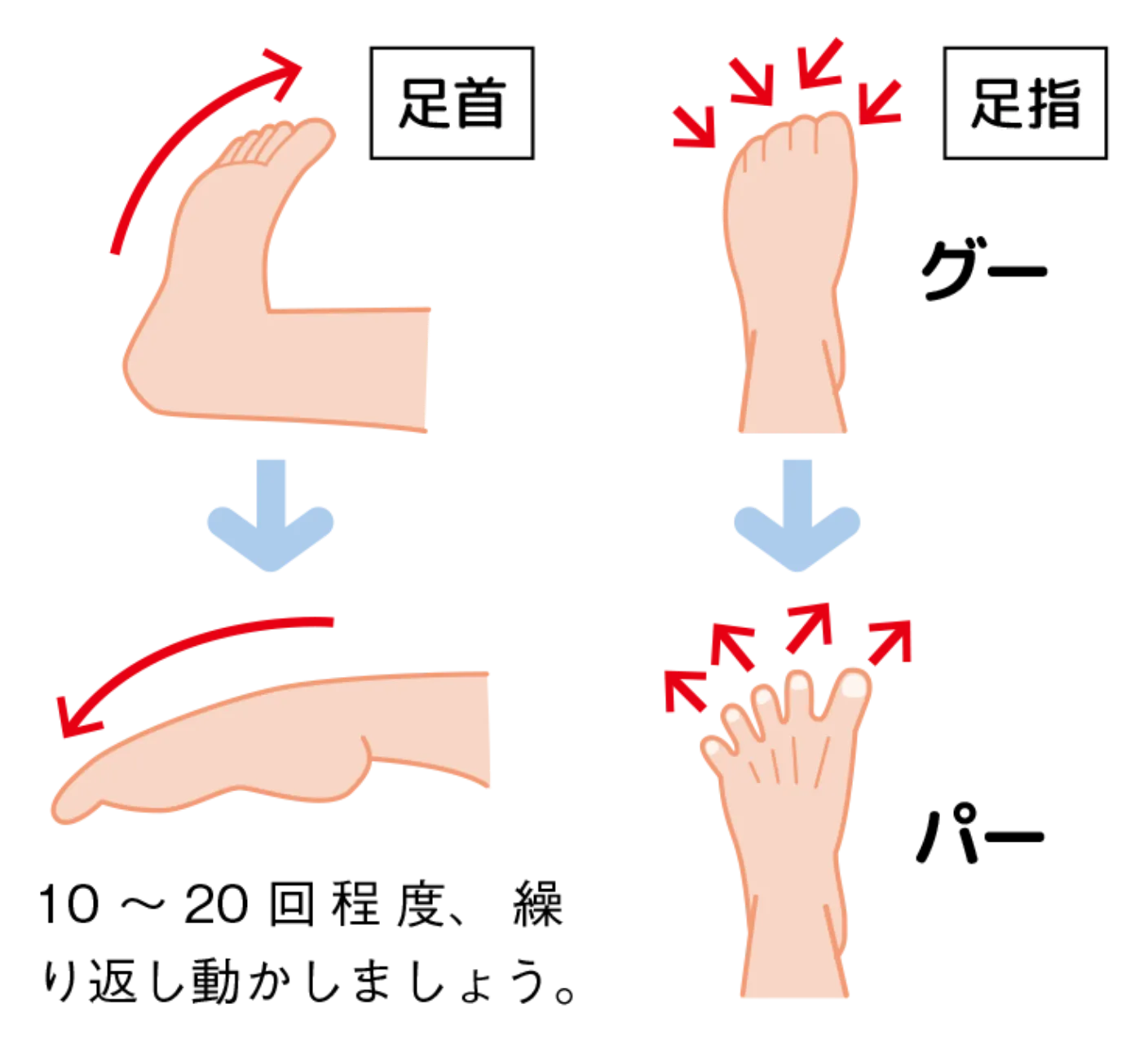 足首曲げ伸ばしする運動、足の指を閉じ開きする運動の画像
