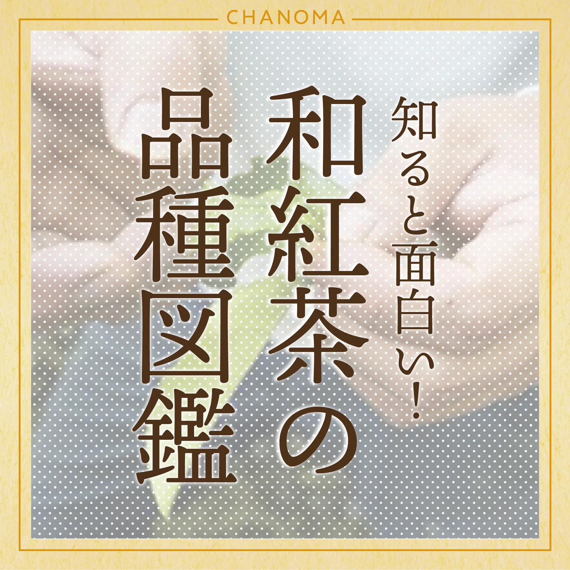 人気種から珍種まで知ればもっとお茶がおいしくなるのサムネイル画像
