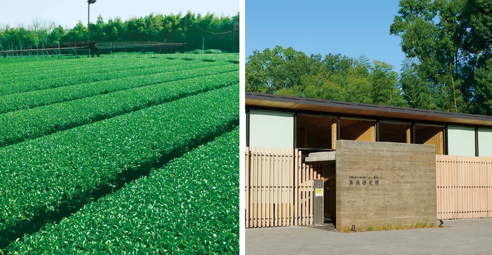 茶業研究所の茶畑と茶業研究所の画像