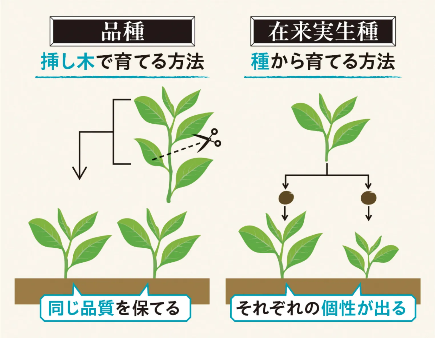 品種育成の図の画像