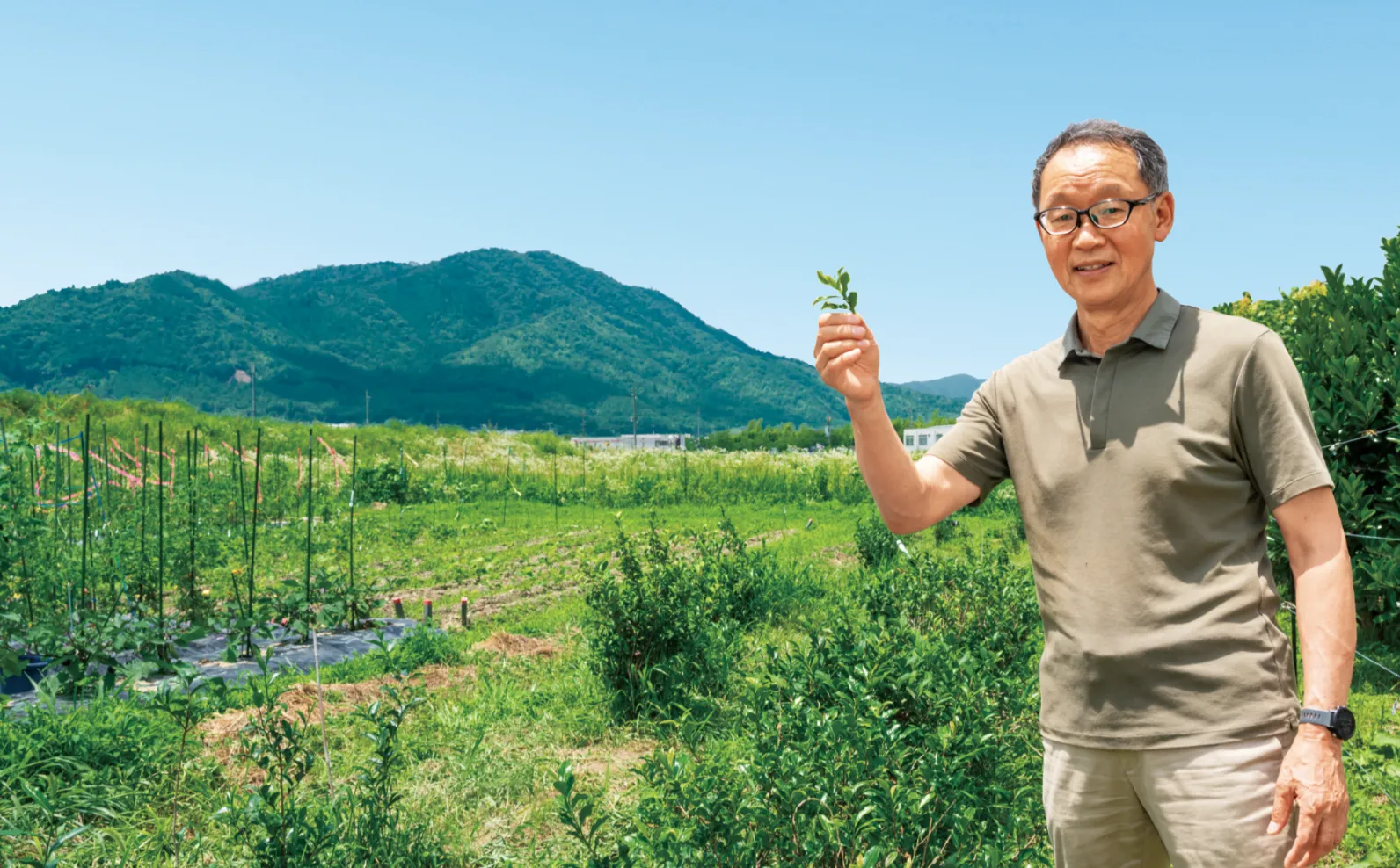 茶畑を背景に、茶葉を持って立つ藤井さんの画像