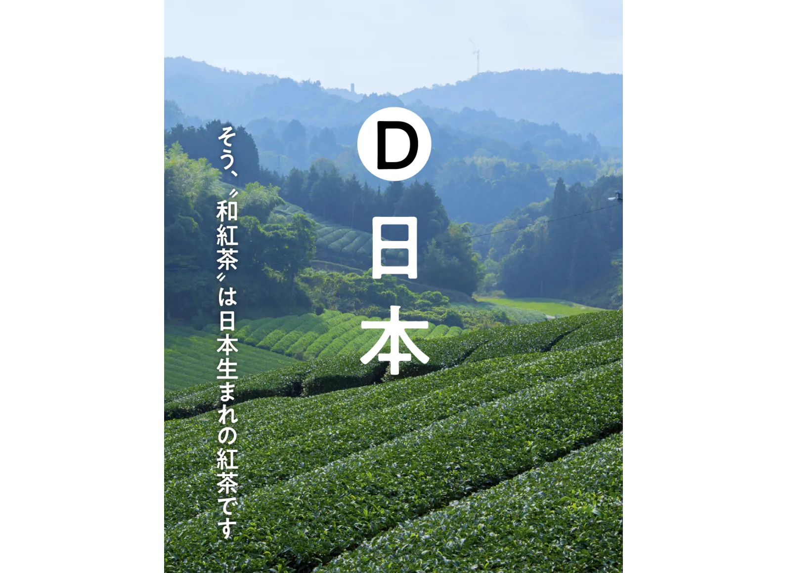 茶畑とクイズの答えの画像