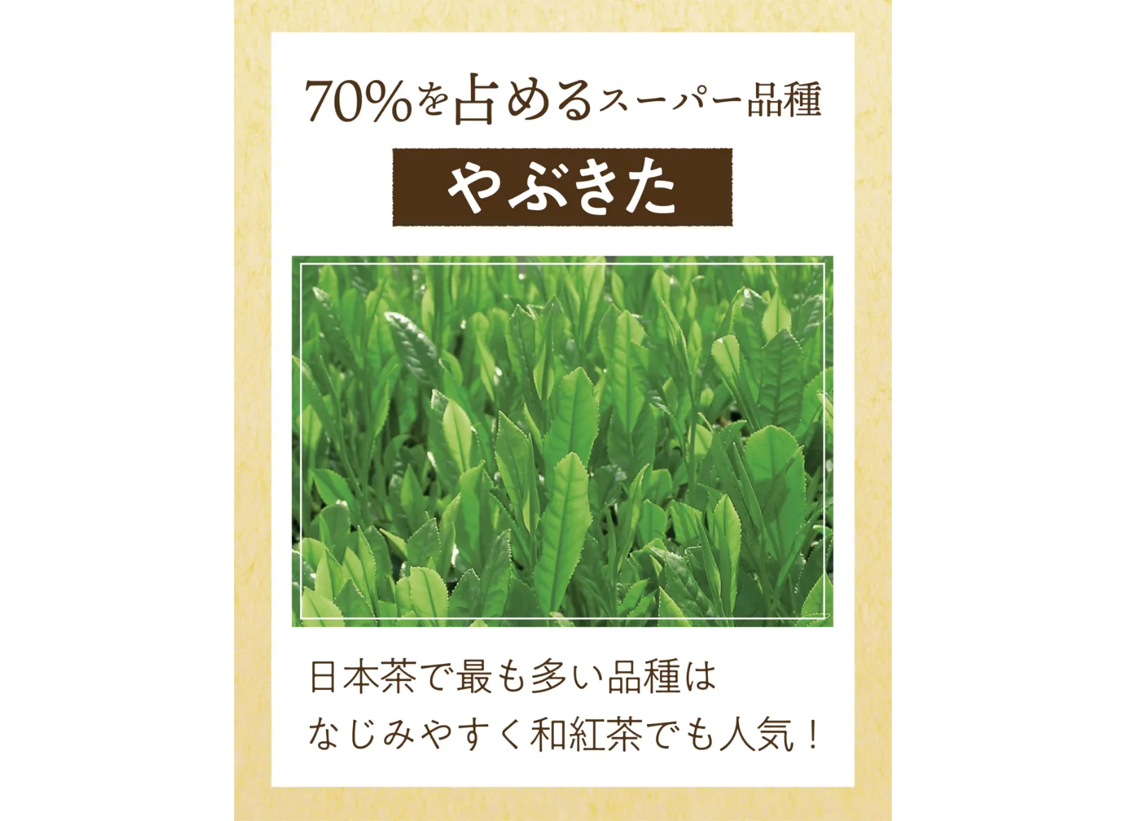 やぶきたの茶葉と説明書きの画像